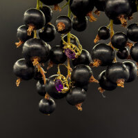 Ohrringe "Beerengold" 333/1000 Gold - Vintage