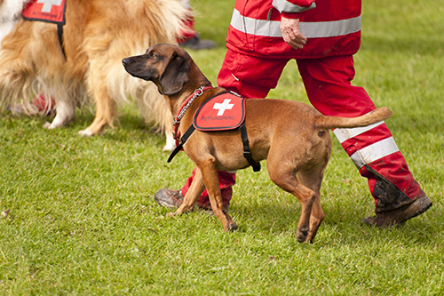 Fiji Dogs Rettungshund